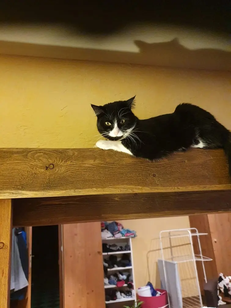 Chatte Perdue 10 Aube - Cookies Chatte Perdue 10 Aube - Cookies