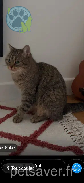 chatte lost   10280 Saint-Mesmin Gaïa