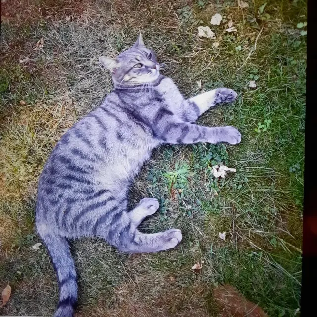 chatte lost   10190 Dierrey-Saint-Pierre Gribouillotte