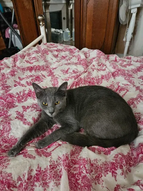 chatte lost   10000 Troyes Grizouille