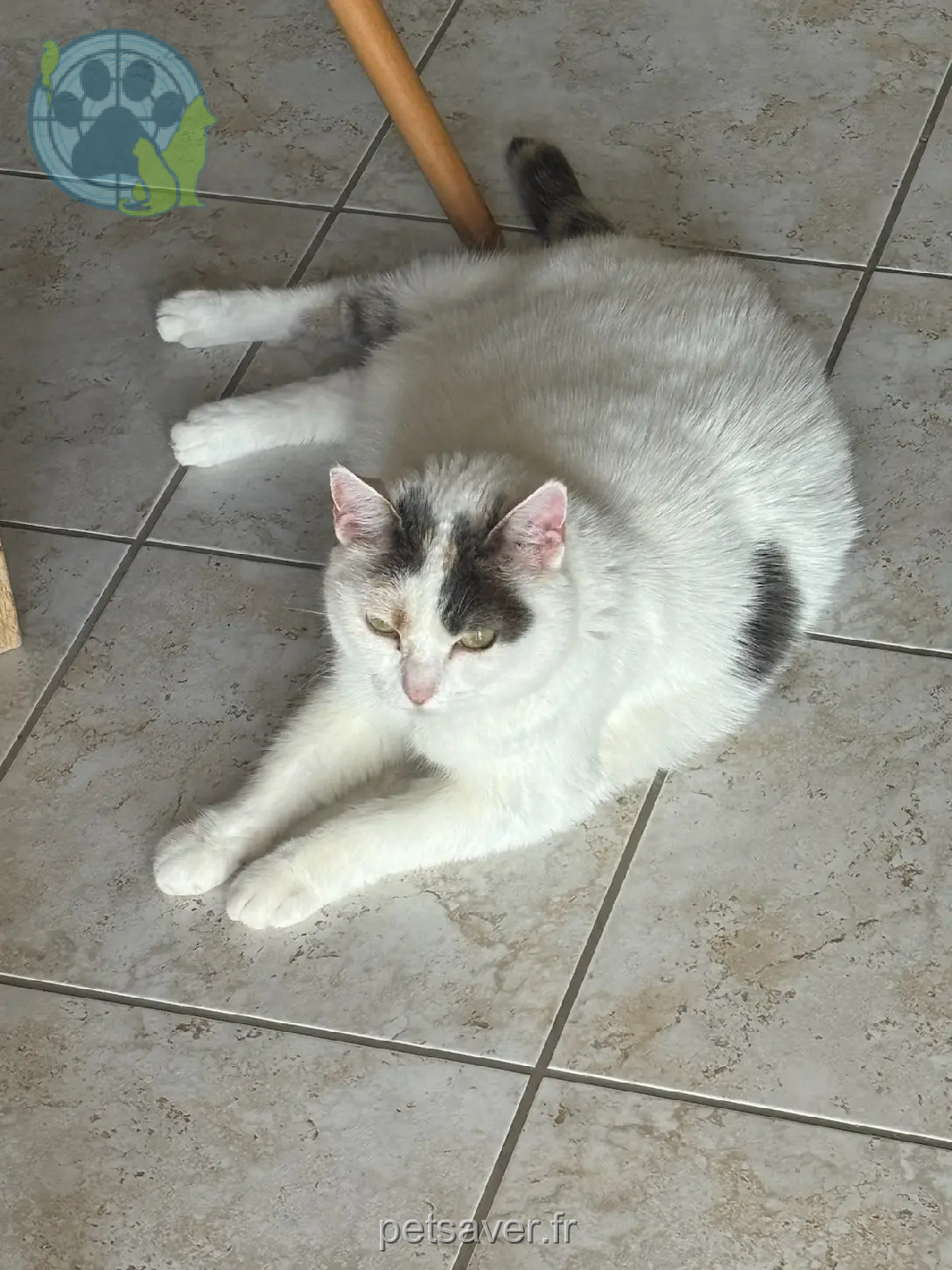 Chatte Perdue 10 Aube - Hélysse Chatte Perdue 10 Aube - Hélysse