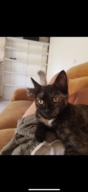 chatte lost   10320 Saint-Jean-de-Bonneval Ino