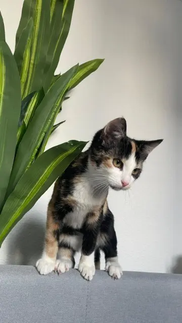 chatte lost   10000 Troyes Joker