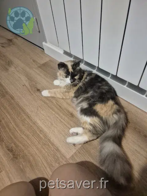 Katze lost 10210 Chaource June