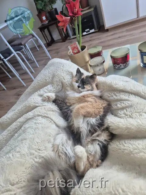 Katze lost 10210 Chaource June