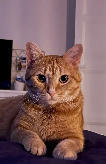 chatte lost   10000 Troyes Kyra