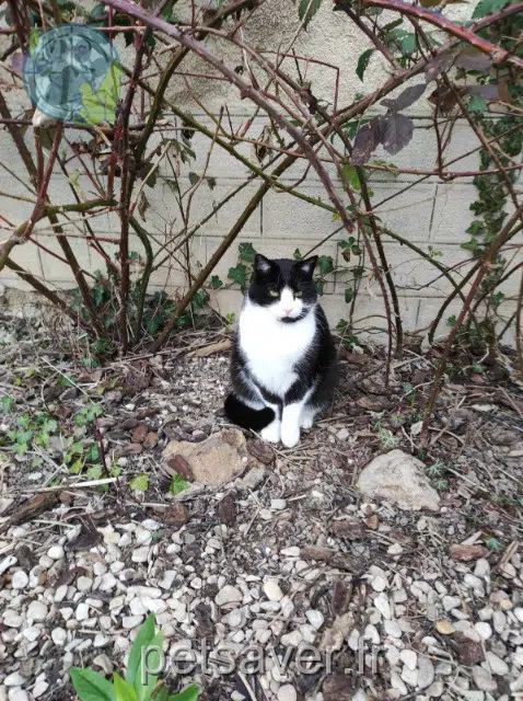 kat lost   10380 Boulages Loulou