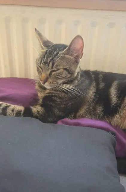 chatte lost   10300 Sainte-Savine Love