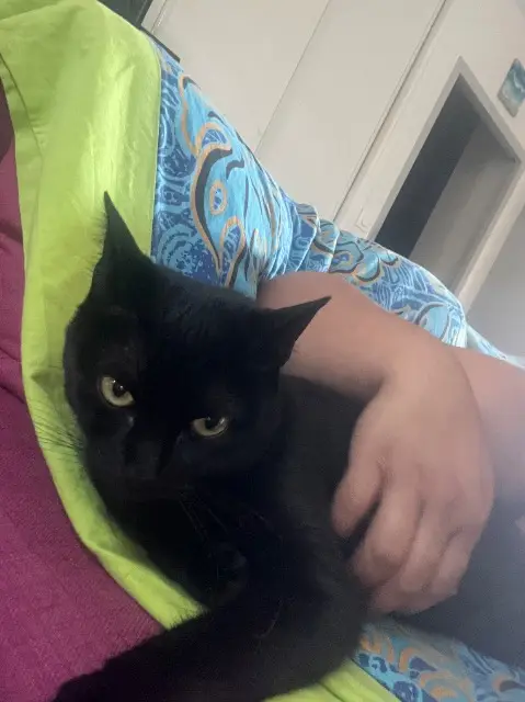 chatte lost   10390 Verrières Manaia