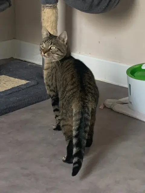 chatte lost   10370 Villenauxe-la-Grande Maé