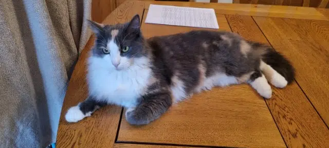 chatte lost   10700 Torcy-le-Grand Mew