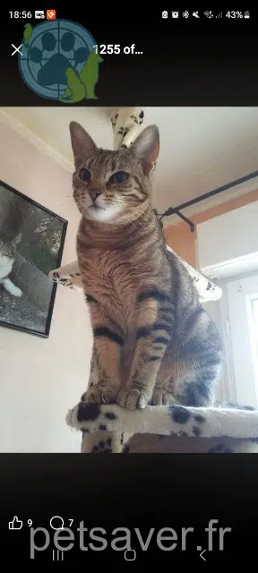chatte lost   10170 Méry-sur-Seine Mia