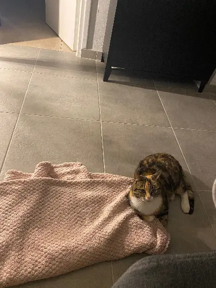 Chatte Perdue 10 Aube - Minette Chatte Perdue 10 Aube - Minette