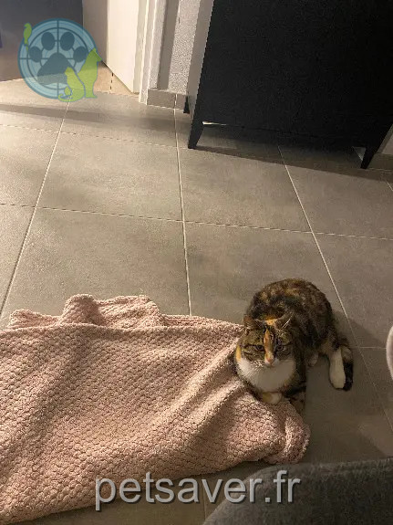 Chatte Perdue 10 Aube - Minette Chatte Perdue 10 Aube - Minette