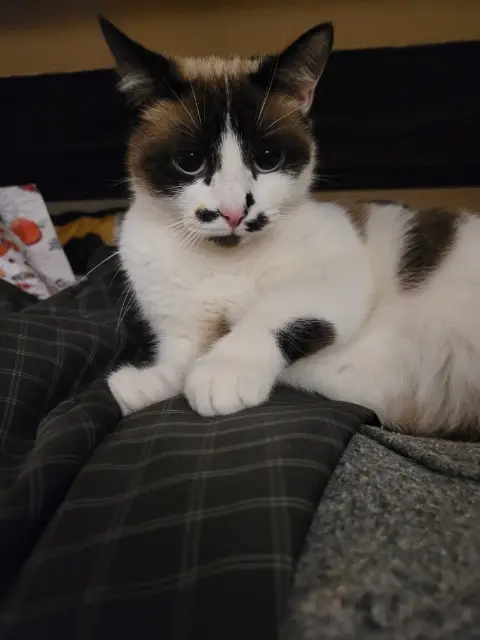 chatte lost   10000 Troyes Molly