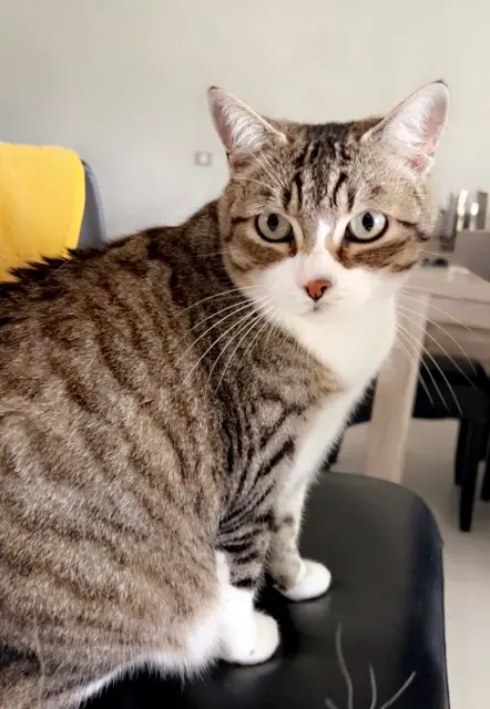 chatte lost   10200 Soulaines-Dhuys Mya