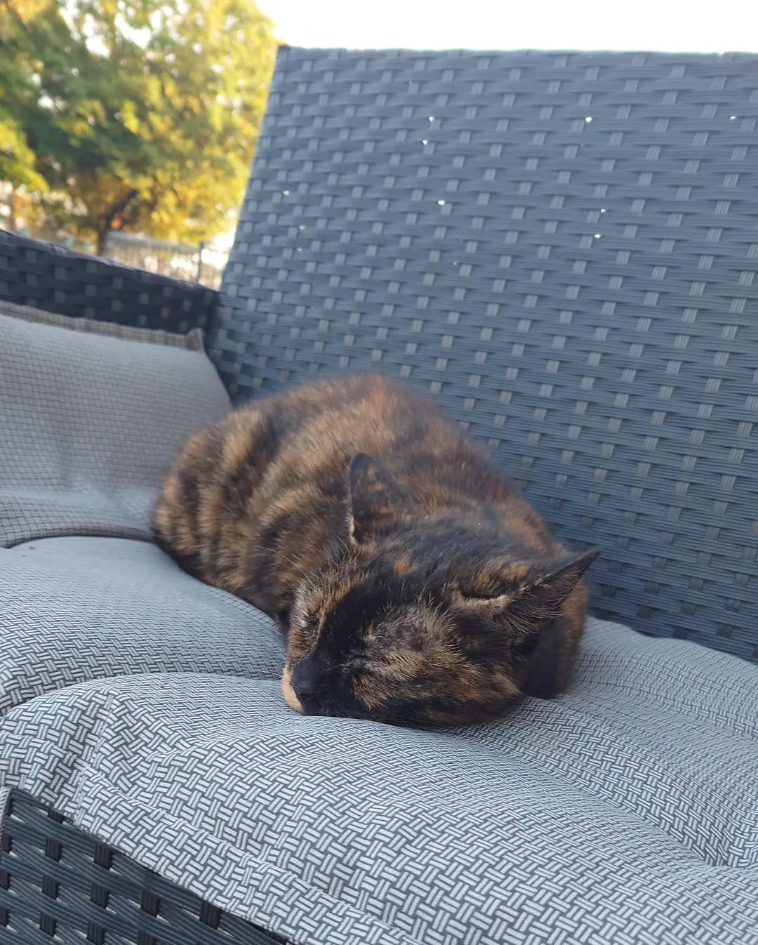 chatte perdue 10230 Mailly-le-Camp Myrtille chatte lost 10230 Mailly-le-Camp Myrtille