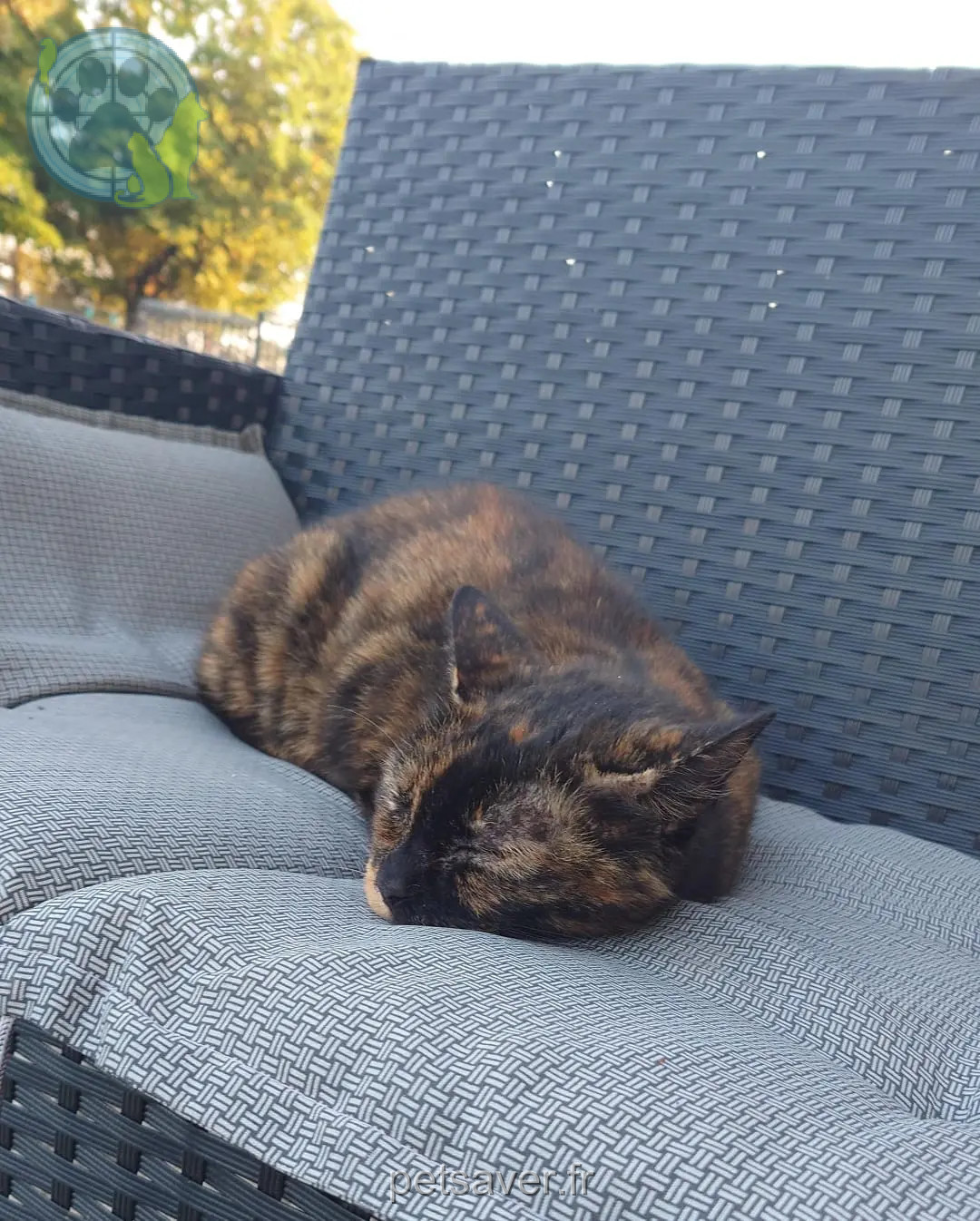 gata perdida 10230 Mailly-le-Camp Myrtille gata lost 10230 Mailly-le-Camp Myrtille