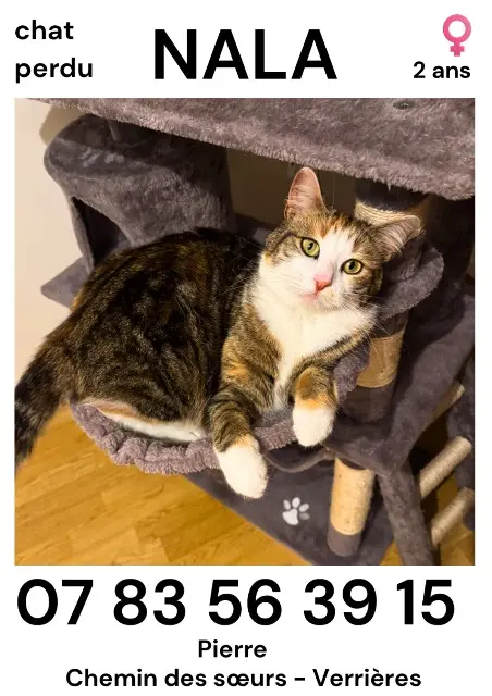 chatte lost   10390 Verrières Nala