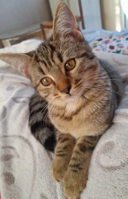 chatte lost   10500 Saint-Léger-sous-Brienne Nala