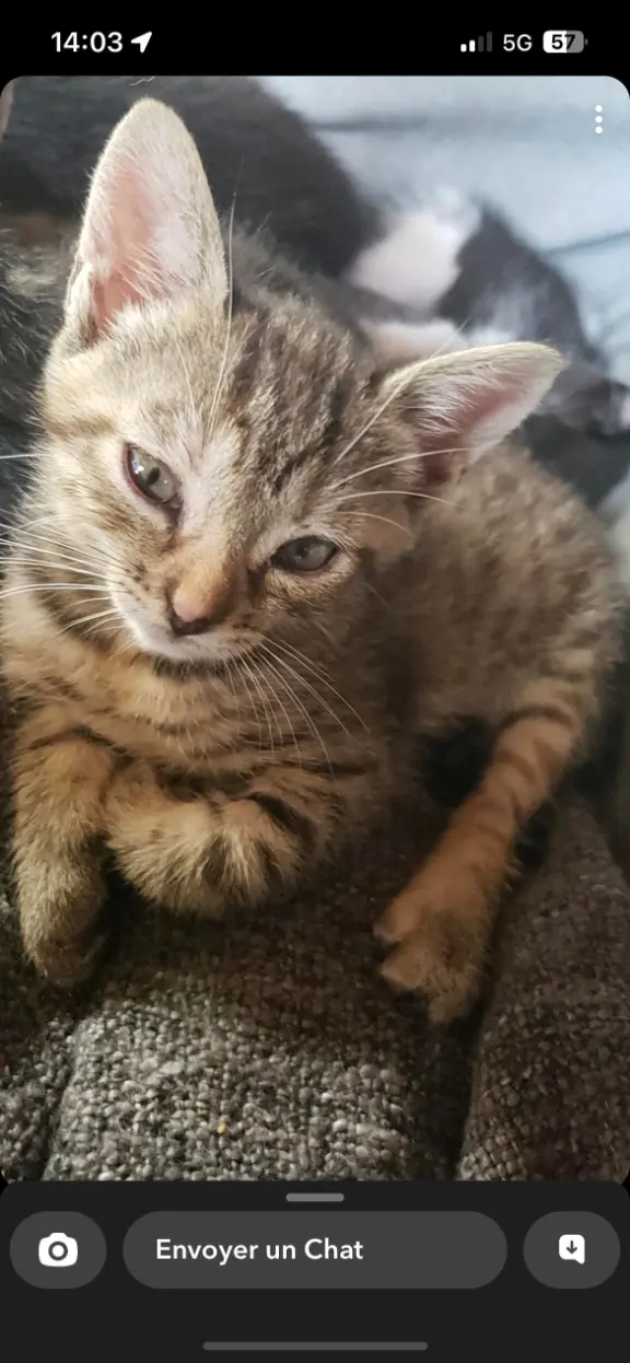 Chatte Perdue 10 Aube - Nala Chatte Perdue 10 Aube - Nala