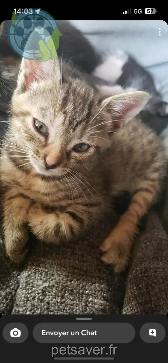 Chatte Perdue 10 Aube - Nala Chatte Perdue 10 Aube - Nala
