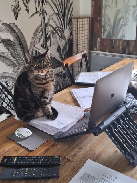 chatte lost   10430 Rosières-près-Troyes Nala