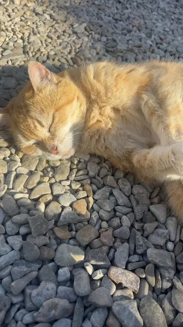 chatte lost   10700 Chapelle-Vallon Nanou