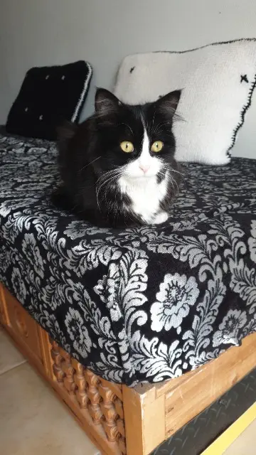 chatte lost   10000 Troyes Noirou