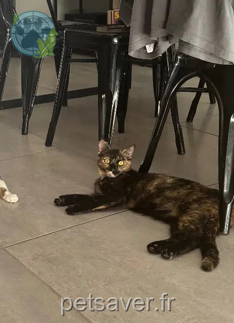 chatte lost   10430 Rosières-près-Troyes Nova