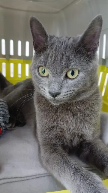 chatte lost   10000 Troyes Nya