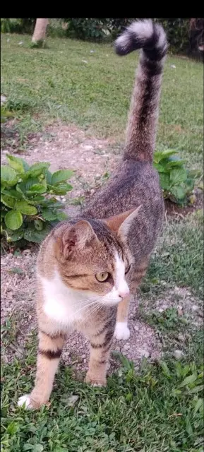 chatte lost   10410 Saint-Parres-aux-Tertres Patience