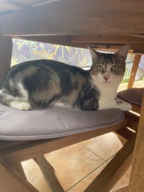 chatte lost   10500 Dienville Plume