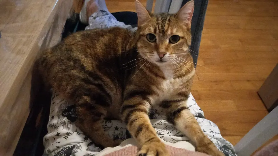 Chatte Perdue 10 Aube - Schtroumfette Chatte Perdue 10 Aube - Schtroumfette