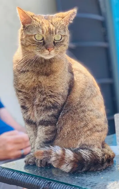 chatte lost   10270 Montaulin Tilette
