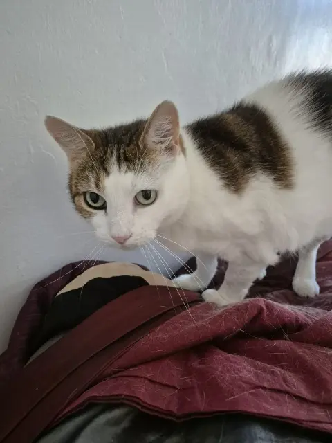 chatte lost   10400 Nogent-sur-Seine Tris