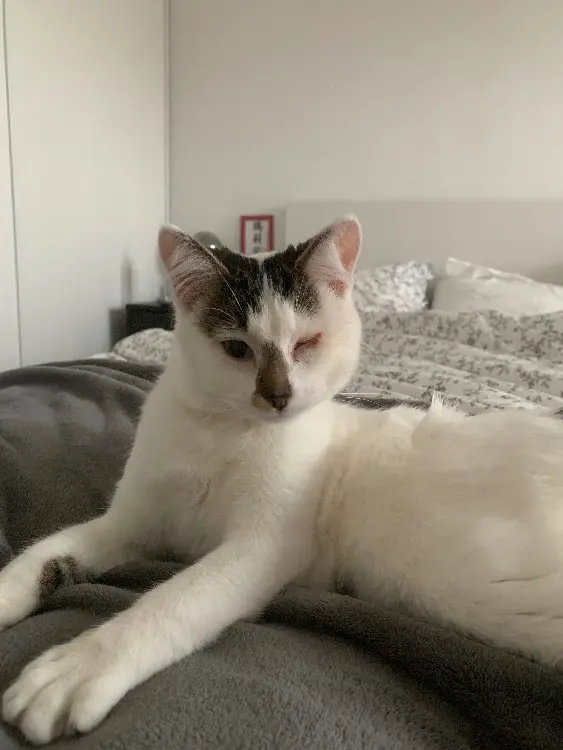 Chatte Perdue 10 Aube Troyes - Thelma Chatte Perdue 10 Aube Troyes - Thelma