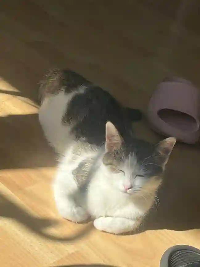 Chatte Perdue 10 Aube Troyes - Vénus Chatte Perdue 10 Aube Troyes - Vénus