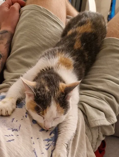 chatte lost   10800 Rouilly-Saint-Loup Upsie