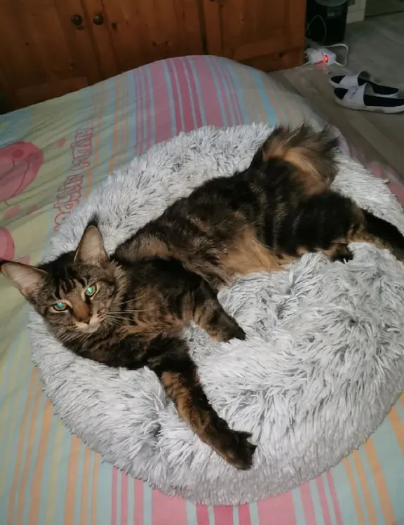 Chatte Perdue 10 Aube - Usia Chatte Perdue 10 Aube - Usia