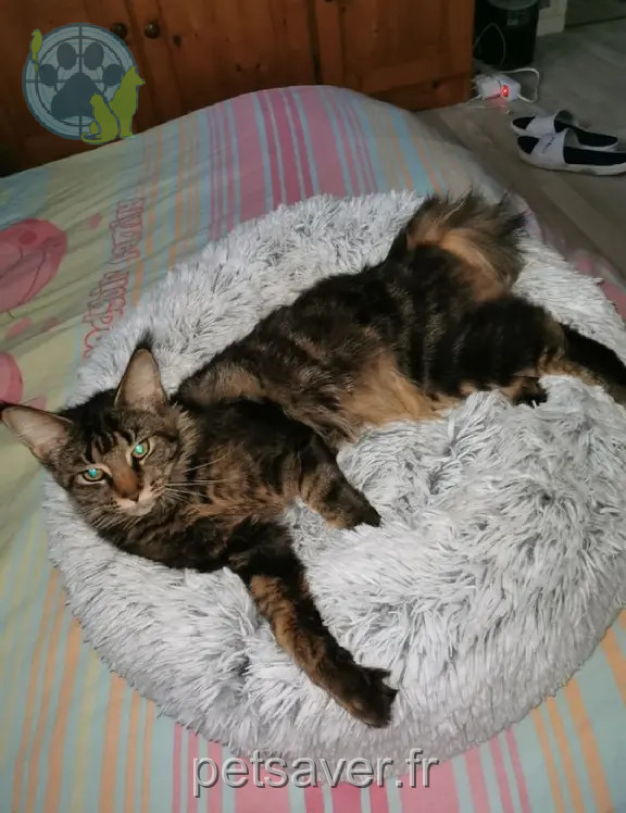 Chatte Perdue 10 Aube - Usia Chatte Perdue 10 Aube - Usia