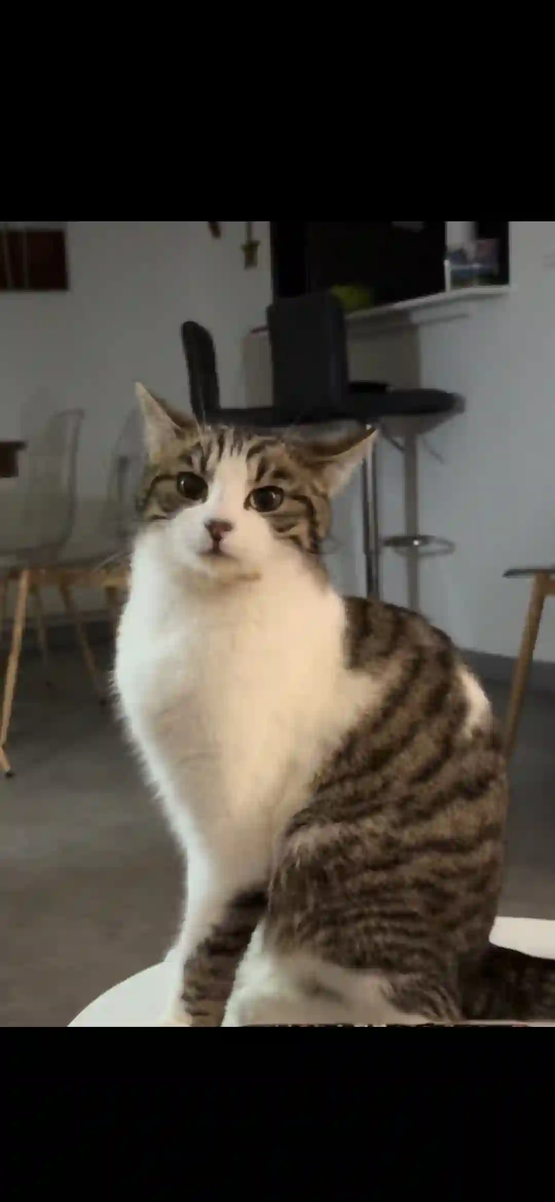 Chatte Perdue 10 Aube - Uska Chatte Perdue 10 Aube - Uska