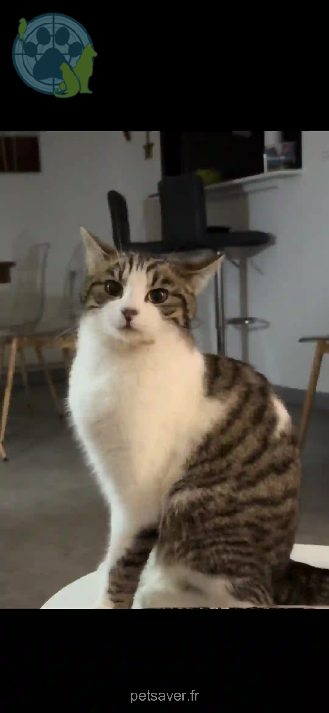 Chatte Perdue 10 Aube - Uska Chatte Perdue 10 Aube - Uska