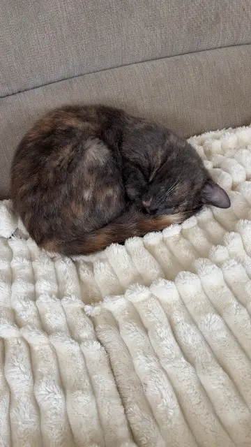 chatte lost   10200 Bar-sur-Aube Venus