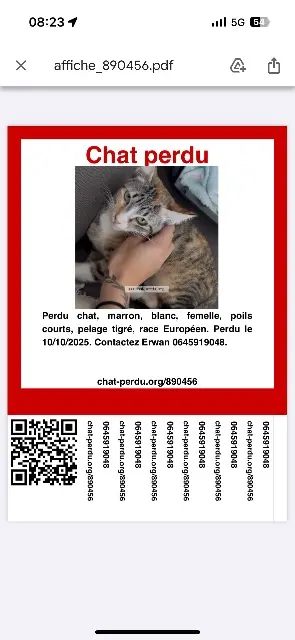 chatte lost   11210 Port-la-Nouvelle Alma