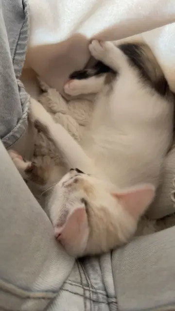 chatte lost   11430 Gruissan Amaya