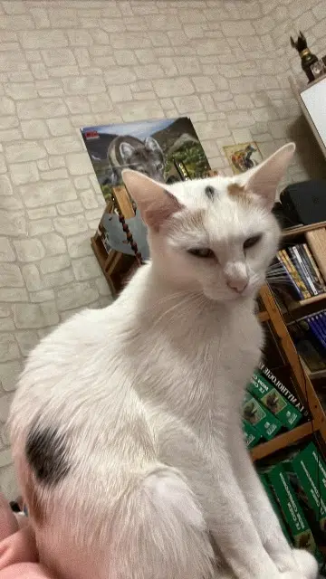 chatte lost   11200 Lézignan-Corbières Caline