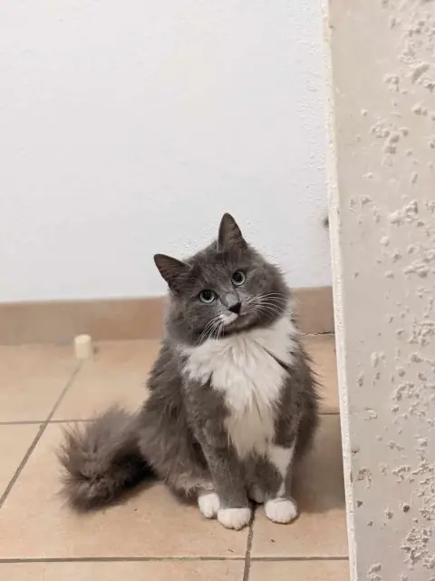 chatte lost   11220 Labastide-en-Val Chi