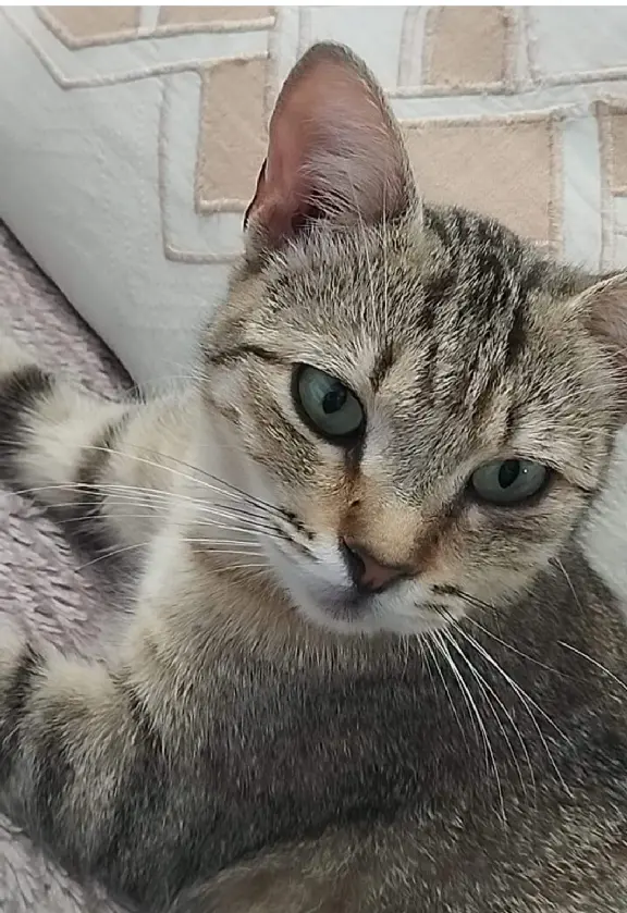 Chatte Perdue 11 Aude - Chinoise Chatte Perdue 11 Aude - Chinoise