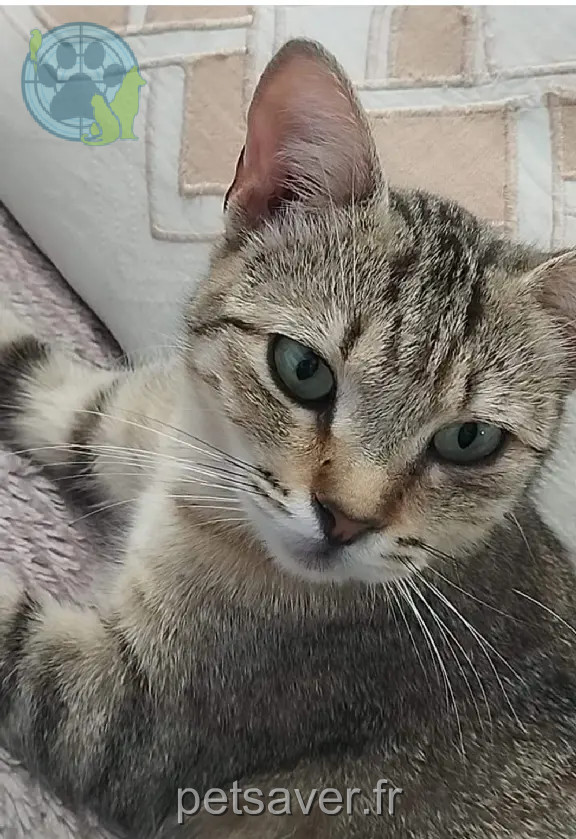 Chatte Perdue 11 Aude - Chinoise Chatte Perdue 11 Aude - Chinoise